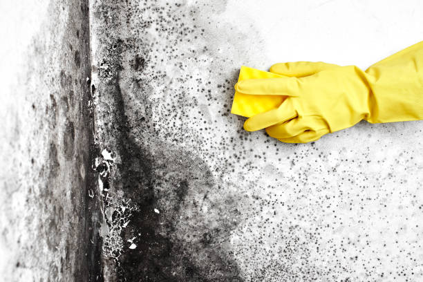 Best Airborne Mold Testing  in New Market, TN