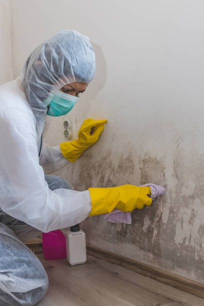 Best Mold Removal for HVAC Installations  in New Market, TN